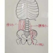 腰后两侧的肌肉叫什么