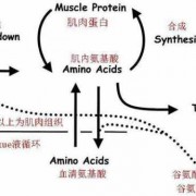 蛋白质与什么合成肌肉