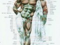 我们身体的肌肉-我们的人体肌肉是什么