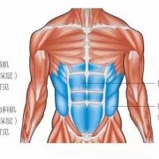 腹肌的位置及层次-腹肌在什么位置