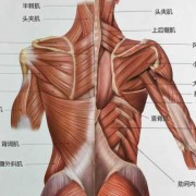 背阔肌在哪个位置-背阔肌附近对应的是什么器官