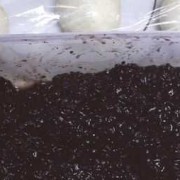 紫米如何保温,紫米怎么保存放的久一点 