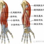 前臂尺侧位置图-前臂尺侧肌肉在什么位置