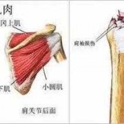 肩袖肌群解剖图谱-肩袖肌腿是什么病