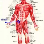 腰最外面的肌肉叫什么名字（腰最外面的肌肉叫什么名字啊）