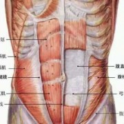 健身肚子中间有一条沟叫什么-健身肚腹有三条什么线