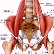 腰大肌的症状 腰大肌是什么肌