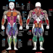 对肌肉大的定义是什么（肌肉大小和什么有关）