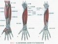 桡侧腕屈肌为什么作用不大_桡侧腕屈肌体表定位