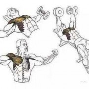 肌肉什么练（练出肌肉的动作）