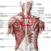 脖子后面肌肉叫什么-脖子后背的肌肉叫什么