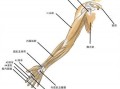  小臂胳膊外面的肌肉叫什么「小臂外侧在哪里」
