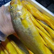 黄花鱼怎么保鲜 新鲜黄花鱼如何保存