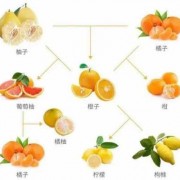  如何区别芦柑和桔子「如何区别芦柑和桔子的区别」