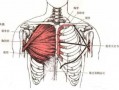 胸肌拉伤为什么这么难恢复,胸肌拉伤最好的治疗方法 
