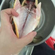 如何清理大黄花鱼内脏视频-如何清理大黄花鱼