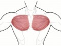 练胸后胸口中间疼 练完胸疼是什么原因