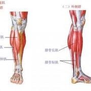  胫骨外侧肌肉是什么「胫骨外侧肌肉是什么部位」