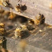 蜜蜂保护-蜜蜂如何保险