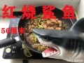 如何烹饪鲨鱼（如何烹饪鲨鱼视频教程）