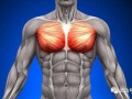  胸肌为什么不会动「胸肌为什么能动」