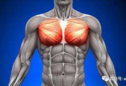  胸肌为什么不会动「胸肌为什么能动」