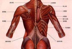 背部肌肉有什么用处_背部肌肉主要有哪一些?举例说明!