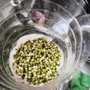 如何自泡绿豆芽不发芽-如何自泡绿豆芽