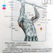 反握引体向上锻炼哪些肌肉-反握引体向上锻炼什么肌肉
