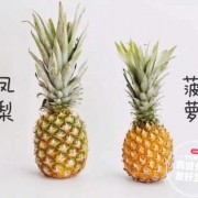如何区别凤梨和菠萝的区别