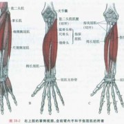 前手臂有什么肌肉,前手臂有什么肌肉组成 