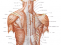 胸椎旋转靠什么肌肉