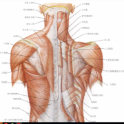 胸椎旋转靠什么肌肉
