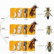 蜜蜂保护-蜜蜂如何保险