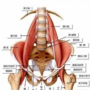 骨盆边上的肌肉叫什么
