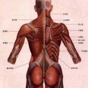背两侧是什么肌肉_背部两侧是什么肌肉