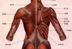 背两侧是什么肌肉_背部两侧是什么肌肉
