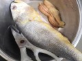如何清理小黄花鱼内脏视频-如何清理小黄花鱼