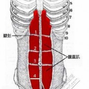 腹肌下面的肌肉叫什么用（腹肌下面叫什么部位）