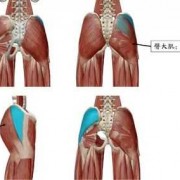 臀部上侧是什么肌肉-臀部上面是什么肌肉图
