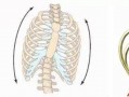 胸廓旋转原因-胸廓为什么能旋转
