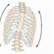 胸廓旋转原因-胸廓为什么能旋转