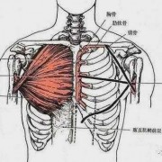  胸肌分离度是什么「胸肌分割线」
