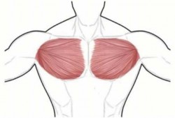 怎样煅炼胸部-什么方法锻炼才能对胸好呢