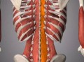 胸椎两侧是什么肌肉 胸椎两侧是什么肌肉