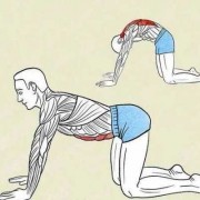 锻炼身体拉伸的是什么肌肉