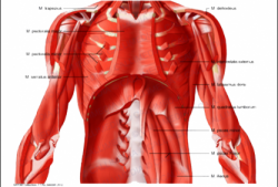 胸肌上面是什么肌肉-胸上肌包括什么