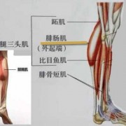 小腿排肠肌是什么_小腿排肠肌是什么肌