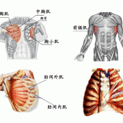 胸肌上部肌肉是什么原因_上胸肌肉位置