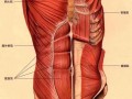 腹部两边肌肉叫什么